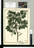 Mespilus heterophylla / Fran[cis]co Pulgar. Original drawing from Ruiz & Pavón's Expedition (1777-1816)