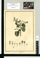 Capparis cordata / José Gab[riel] Rivera del. Original drawing from Ruiz & Pavón's Expedition (1777-1816)