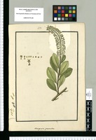 Marcgravia pentandra. Original drawing from Ruiz & Pavón's Expedition (1777-1816)