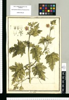 Loasa nitida / J[ose]ph Brunete. Original drawing from Ruiz & Pavón's Expedition (1777-1816)
