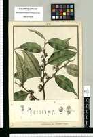Lettsomia tomentosa / Galvez. Original drawing from Ruiz & Pavón's Expedition (1777-1816)