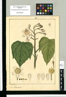 Bixa odorata / Jose Rivera del. Original drawing from Ruiz & Pavón's Expedition (1777-1816)