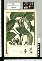 Verticillaria acuminata / Galvez. Original drawing from Ruiz & Pavón's Expedition (1777-1816)