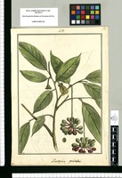 Guatteria pendula / Brunete. Original drawing from Ruiz & Pavón's Expedition (1777-1816)