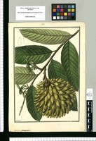Annona pteropetala / Galvez. Original drawing from Ruiz & Pavón's Expedition (1777-1816)