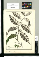 Annona axillaris / Fran[cis]co Pulgar. Original drawing from Ruiz & Pavón's Expedition (1777-1816)