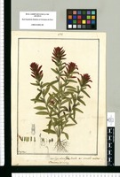 Bartsia trinervis / Fran[cis]co Pulgar. Original drawing from Ruiz & Pavón's Expedition (1777-1816)
