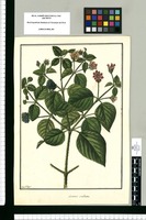 Lantana aculeata / Fran[cis]co Pulgar. Original drawing from Ruiz & Pavón's Expedition (1777-1816)