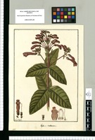 Gesneria tuberosa / Fran[cis]co Pulgar. Original drawing from Ruiz & Pavón's Expedition (1777-1816)