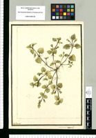Mimulus luteus L. / J[ose]ph Brunete. Original drawing from Ruiz & Pavón's Expedition (1777-1816)