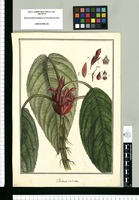 Besleria radicans / Brunete. Original drawing from Ruiz & Pavón's Expedition (1777-1816)