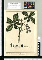 Vitex caerulea / Jose Gab[rie]l Rivera del. Original drawing from Ruiz & Pavón's Expedition (1777-1816)