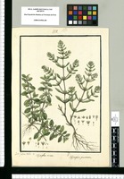 Calytriplex ovata; Calytriplex punctata / Isid[ro] Galvez delin. Original drawing from Ruiz & Pavón's Expedition (1777-1816)