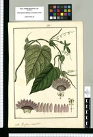 Passiflora diversifolia / Fran[cis]co Pulgar. Original drawing from Ruiz & Pavón's Expedition (1777-1816)