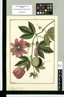 Passiflora ciliata: V[ulgo] Purupuru / Fran[cis]co Pulgar. Original drawing from Ruiz & Pavón's Expedition (1777-1816)