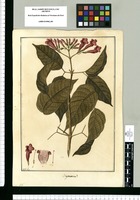 Bignonia? / Fran[cis]co Pulgar. Original drawing from Ruiz & Pavón's Expedition (1777-1816)