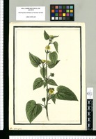 Sida aspera / Brunete. Original drawing from Ruiz & Pavón's Expedition (1777-1816)