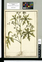 Sida palmata / J[ose]ph Brunete. Original drawing from Ruiz & Pavón's Expedition (1777-1816)