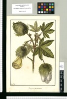 Gossypium peruvianum / Fran[cis]co Pulgar. Original drawing from Ruiz & Pavón's Expedition (1777-1816)