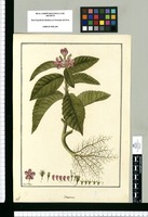 Urena / Fran[cis]co Pulgar. Original drawing from Ruiz & Pavón's Expedition (1777-1816)