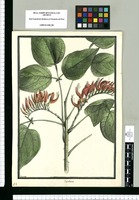 Erythrina [glandulosa] / Brunete. Original drawing from Ruiz & Pavón's Expedition (1777-1816)