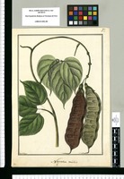 Negretia mitis / Fran[cis]co Pulgar. Original drawing from Ruiz & Pavón's Expedition (1777-1816)