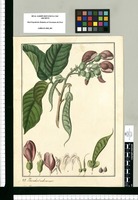 Phaseolus? arborescens. Original drawing from Ruiz & Pavón's Expedition (1777-1816)