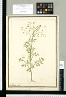 Fumaria / Josef Brunete Delin. Original drawing from Ruiz & Pavón's Expedition (1777-1816)