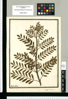 Indigofera tinctoria L. / Ysidro Galvez. Original drawing from Ruiz & Pavón's Expedition (1777-1816)