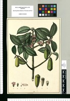 Symplocos? / Xavier Cortés del. Original drawing from Ruiz & Pavón's Expedition (1777-1816)