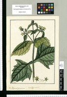 Polymnia? peruana: Syng. polyg. necessaria / Fran[cis]co Pulgar. Original drawing from Ruiz & Pavón's Expedition (1777-1816)