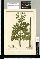 Bidens [incisa] / Fran[cis]co Pulgar. Original drawing from Ruiz & Pavón's Expedition (1777-1816)