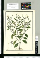 Cacalia porophyllum / Galvez. Original drawing from Ruiz & Pavón's Expedition (1777-1816)
