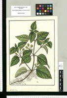 Achillea lutea / Fran[cis]co Pulgar. Original drawing from Ruiz & Pavón's Expedition (1777-1816)