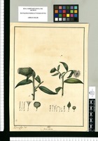 Genus novum [Lycoseris bracteata] / Xavier Cortez del. Original drawing from Ruiz & Pavón's Expedition (1777-1816)