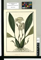 Maxillaria ciliata / Fran[cis]co Pulgar. Original drawing from Ruiz & Pavón's Expedition (1777-1816)