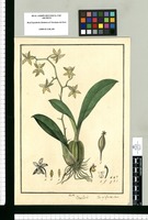 Maxillaria: Flor del Espiritu Santo. Original drawing from Ruiz & Pavón's Expedition (1777-1816)