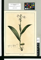 Orchis? / Xavier Cortes del. Original drawing from Ruiz & Pavón's Expedition (1777-1816)