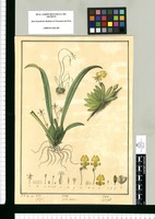 Ophrys?: Genus novum / J[osé] G[abriel] R[ivera] del. Original drawing from Ruiz & Pavón's Expedition (1777-1816)