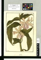 Sobralia [dichotoma] / Fran[cis]co Pulgar. Original drawing from Ruiz & Pavón's Expedition (1777-1816)
