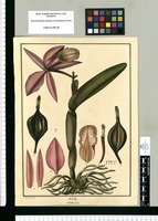 Sobralia / J[osé] Ga[briel] R[ivera] del. Original drawing from Ruiz & Pavón's Expedition (1777-1816)