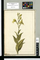 Serapias? latifolia L.; Gavilú Tessel. / J[ose]ph Brunete. Original drawing from Ruiz & Pavón's Expedition (1777-1816)