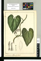 Aristolochia; : V[ulgo] Bejuco de la Estrella / Jose Rivera del. Original drawing from Ruiz & Pavón's Expedition (1777-1816)