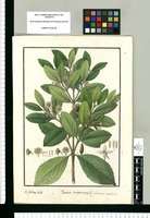 Pavonia sempervirens; Monoecia icosandria / Is[idro] Galvez delin. Original drawing from Ruiz & Pavón's Expedition (1777-1816)