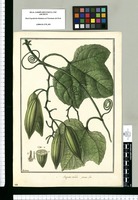 Anguria triloba; foemin. Flos / Galvez. Original drawing from Ruiz & Pavón's Expedition (1777-1816)