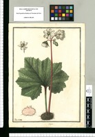 Begonia / Ysidro Galvez. Original drawing from Ruiz & Pavón's Expedition (1777-1816)