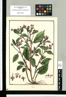 Begonia [rosea] / Brunete. Original drawing from Ruiz & Pavón's Expedition (1777-1816)