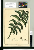 Phyllanthus / J[osé] G[abriel] R[ivera] del. Original drawing from Ruiz & Pavón's Expedition (1777-1816)