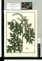 Ambrosia [maritima] / Fran[cis]co Pulgar. Original drawing from Ruiz & Pavón's Expedition (1777-1816)