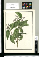 [Urtica limoniodora] / Brunete. Original drawing from Ruiz & Pavón's Expedition (1777-1816)